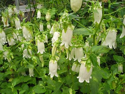 ���ƒ�̉ԂƎČ��E��