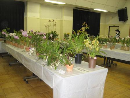 ���ƒ�̉ԂƎČ��E��