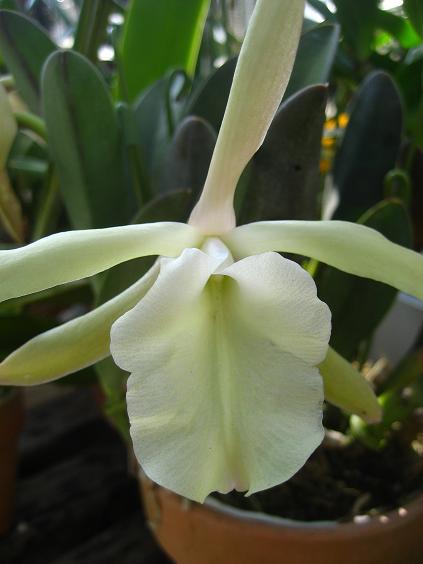 ���ƒ�̉ԂƎČ��E��