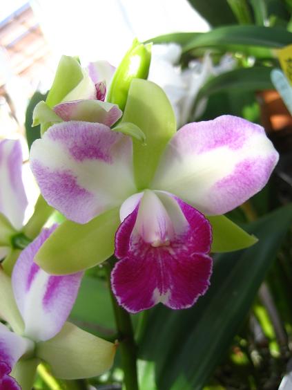 ���ƒ�̉ԂƎČ��E��