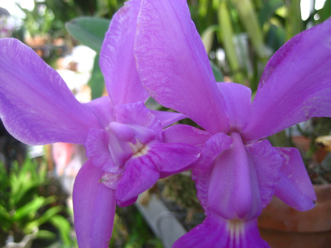 ���ƒ�̉ԂƎČ��E��