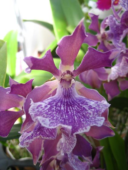 ���ƒ�̉ԂƎČ��E��