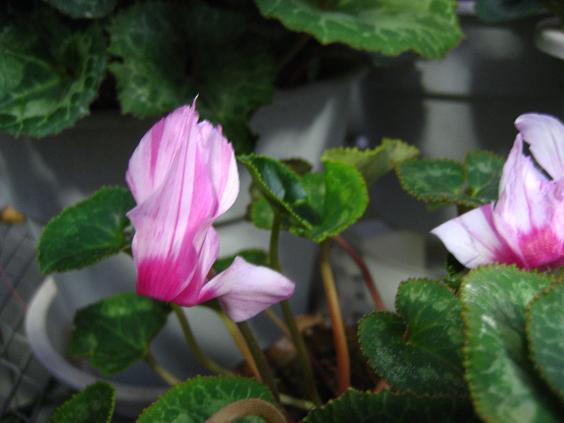 ���ƒ�̉ԂƎČ��E��