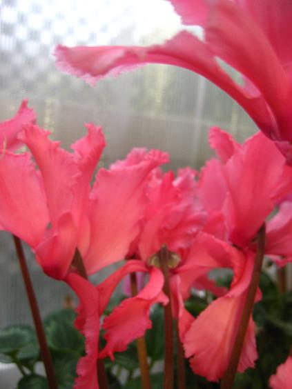 ���ƒ�̉ԂƎČ��E��