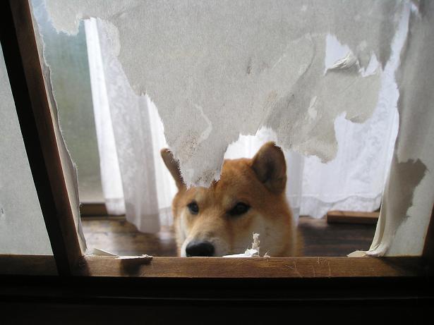 ���ƒ�̉ԂƎČ��E��