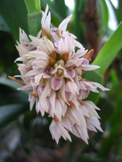 ���ƒ�̉ԂƎČ��E��