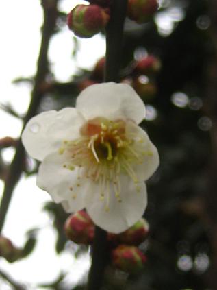 ���ƒ�̉ԂƎČ��E��