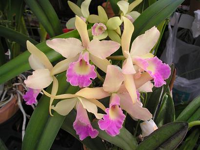 ���ƒ�̉ԂƎČ��E��