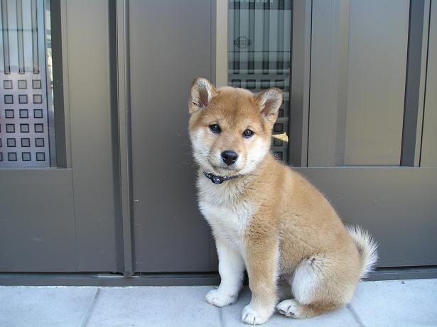 ���ƒ�̉ԂƎČ��E��