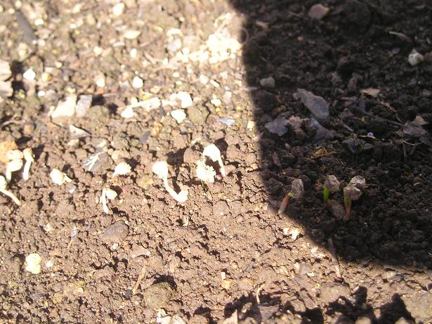 ���ƒ�̉ԂƎČ��E��