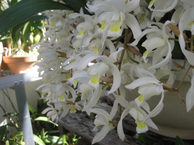 ���ƒ�̉ԂƎČ��E��