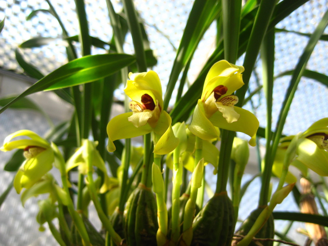 ���ƒ�̉ԂƎČ��E��