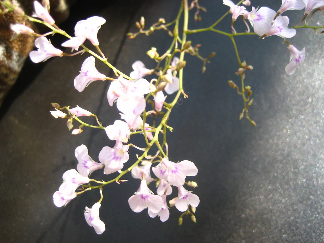 ���ƒ�̉ԂƎČ��E��