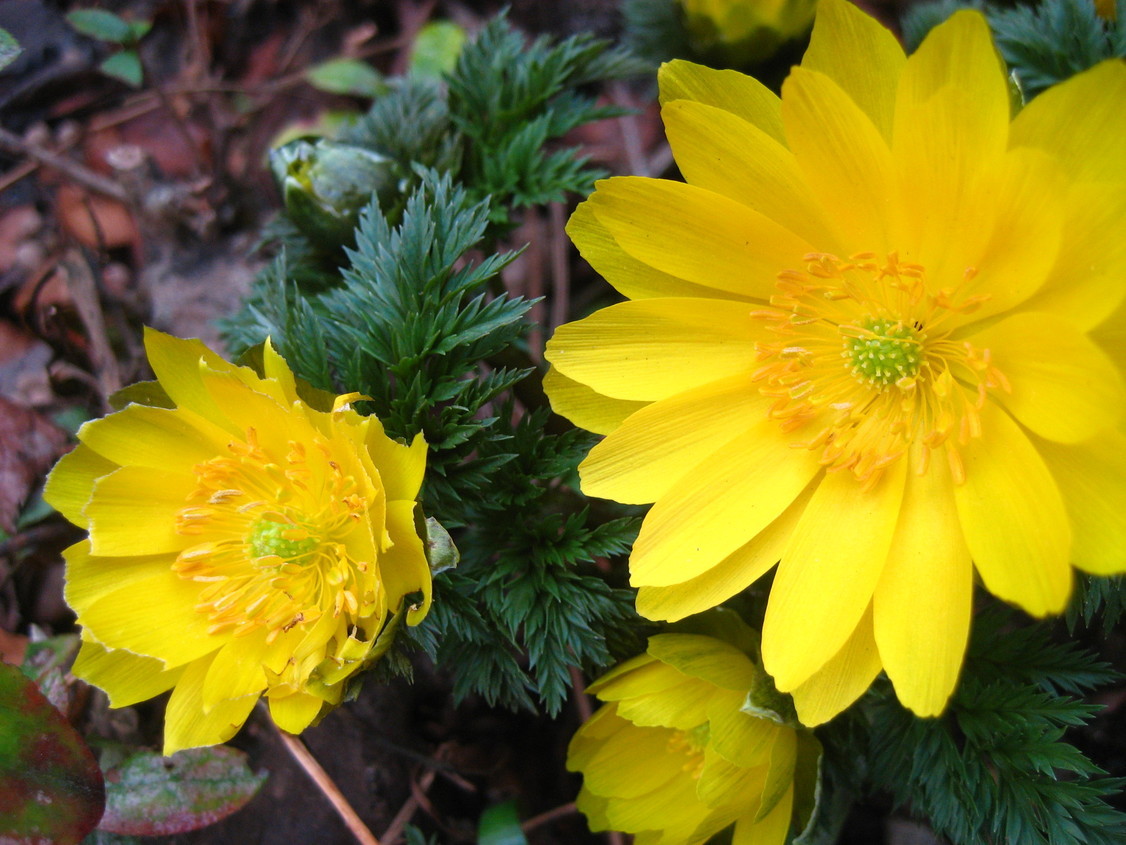 ���ƒ�̉ԂƎČ��E��