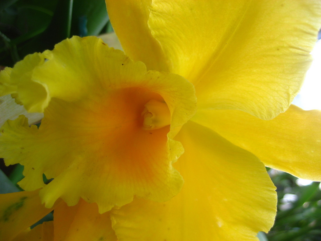 ���ƒ�̉ԂƎČ��E��