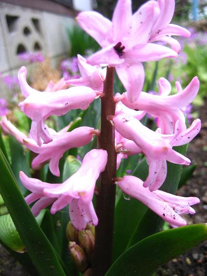 ���ƒ�̉ԂƎČ��E��