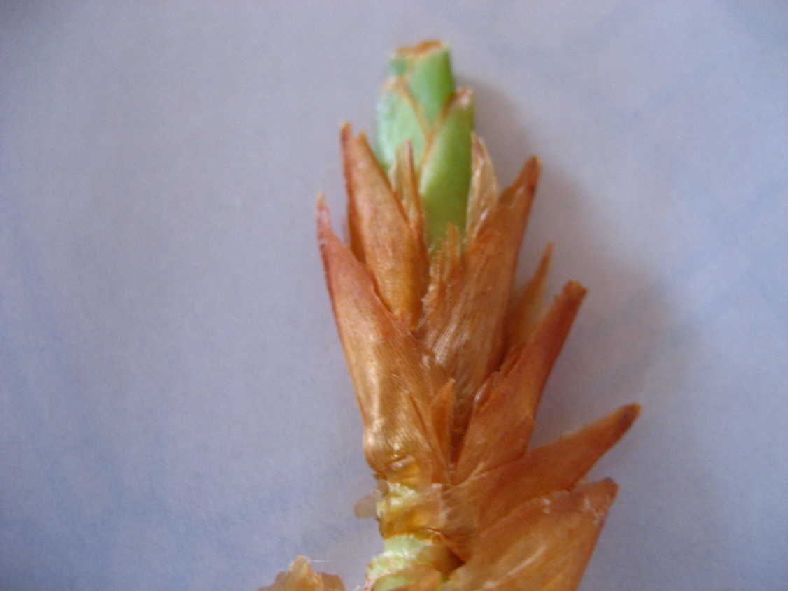 ���ƒ�̉ԂƎČ��E��