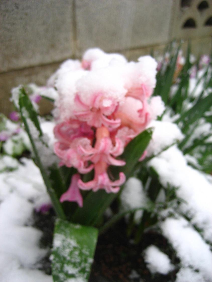 ���ƒ�̉ԂƎČ��E��