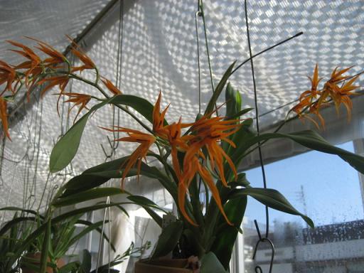 ���ƒ�̉ԂƎČ��E��