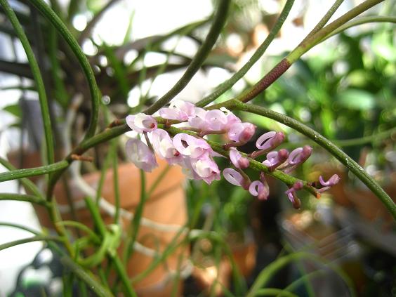 ���ƒ�̉ԂƎČ��E��