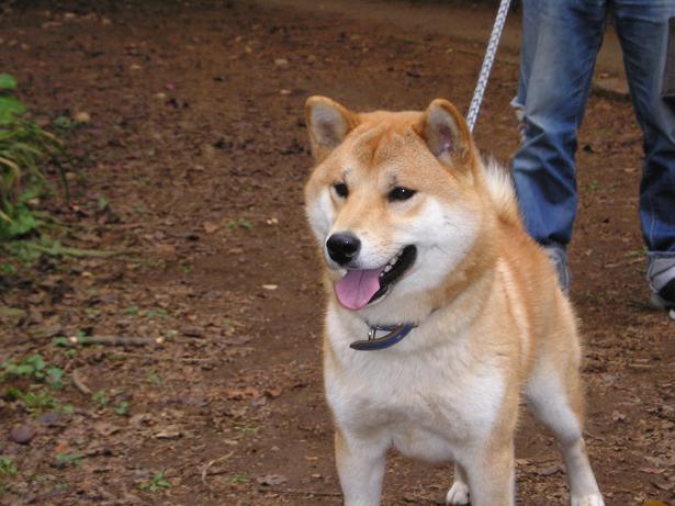 ���ƒ�̉ԂƎČ��E��