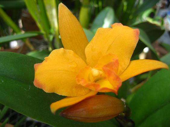 ���ƒ�̉ԂƎČ��E��