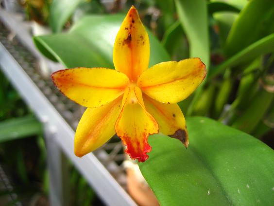 ���ƒ�̉ԂƎČ��E��