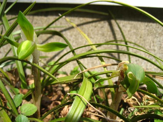 ���ƒ�̉ԂƎČ��E��