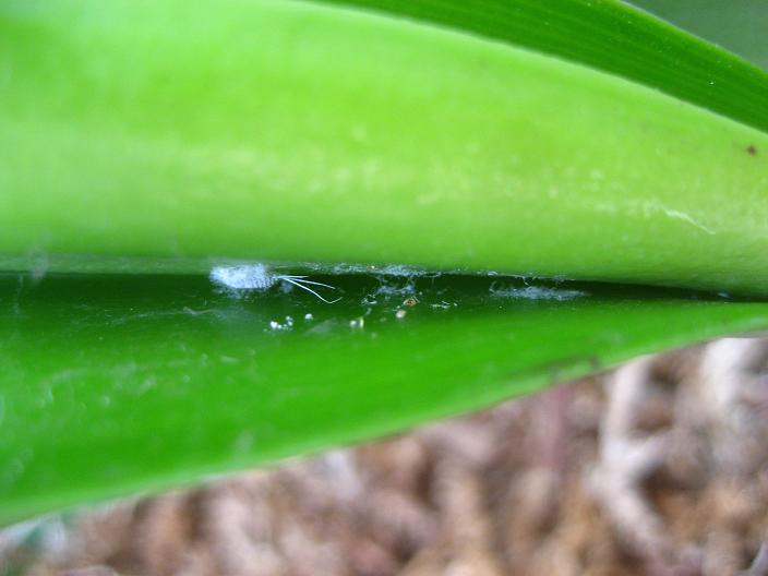 ���ƒ�̉ԂƎČ��E��