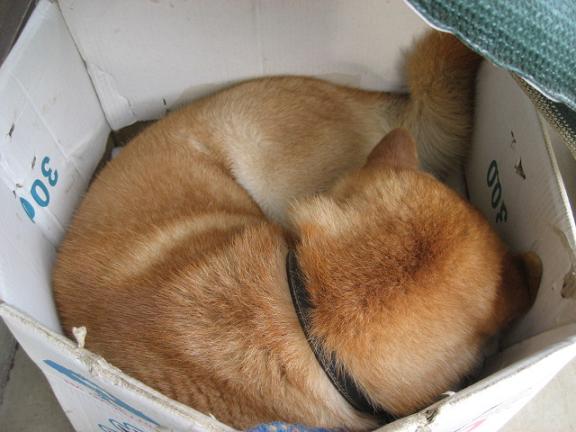 ���ƒ�̉ԂƎČ��E��