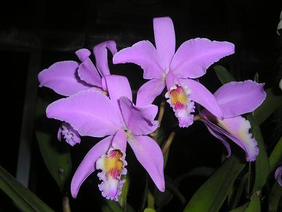 ���ƒ�̉ԂƎČ��E��