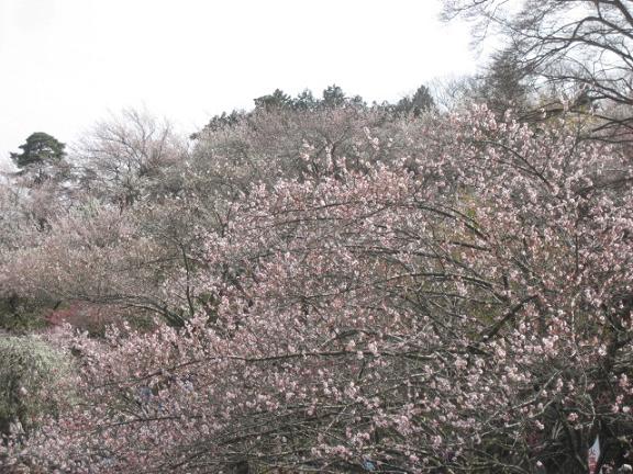 ���ƒ�̉ԂƎČ��E��