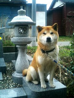 ���ƒ�̉ԂƎČ��E��