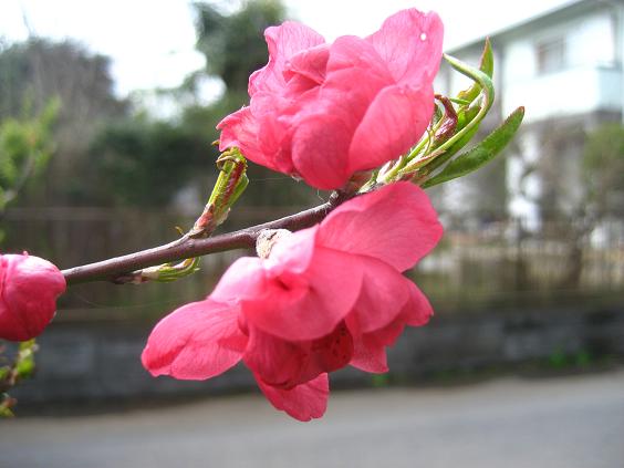 ���ƒ�̉ԂƎČ��E��