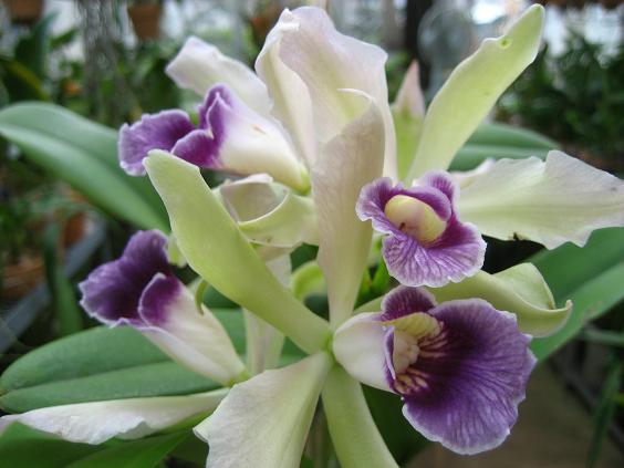 ���ƒ�̉ԂƎČ��E��