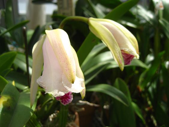 ���ƒ�̉ԂƎČ��E��