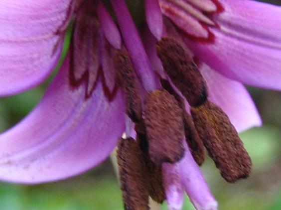 ���ƒ�̉ԂƎČ��E��