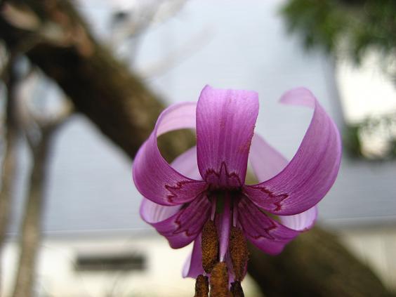 ���ƒ�̉ԂƎČ��E��