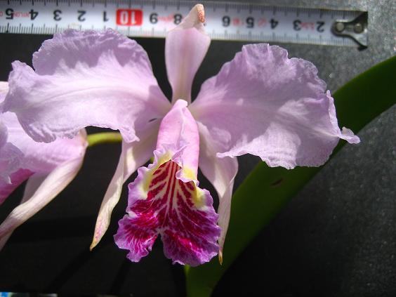 ���ƒ�̉ԂƎČ��E��