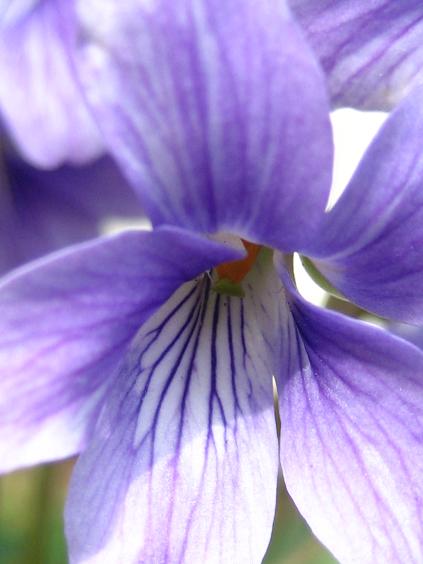 ���ƒ�̉ԂƎČ��E��