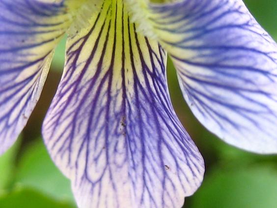 ���ƒ�̉ԂƎČ��E��