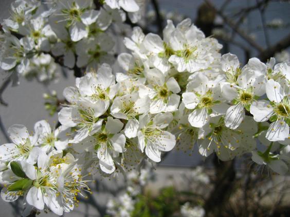 ���ƒ�̉ԂƎČ��E��