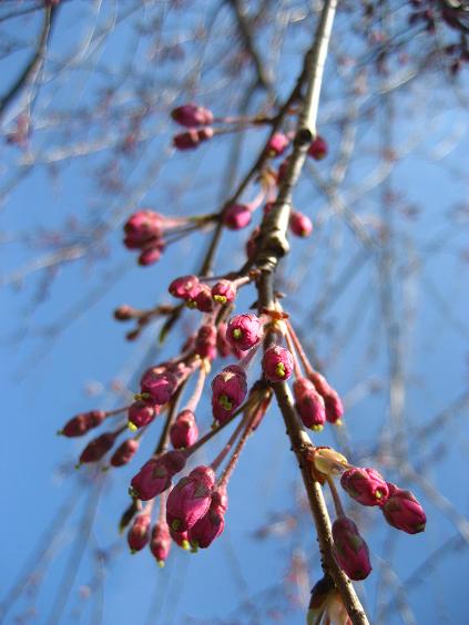 ���ƒ�̉ԂƎČ��E��