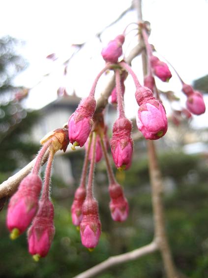 ���ƒ�̉ԂƎČ��E��