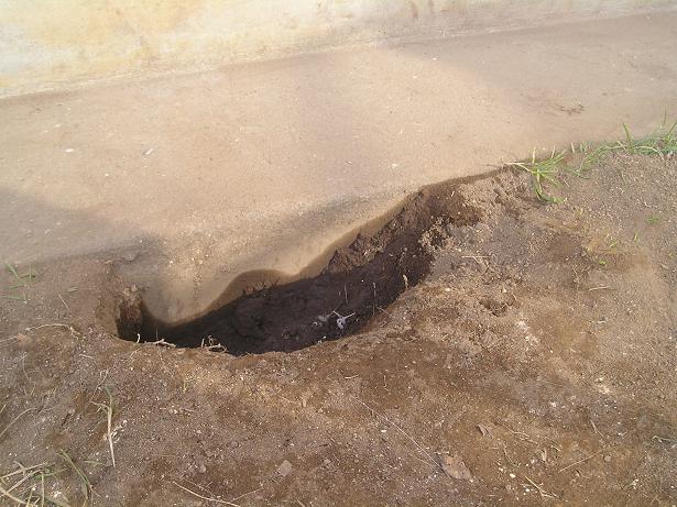 ���ƒ�̉ԂƎČ��E��