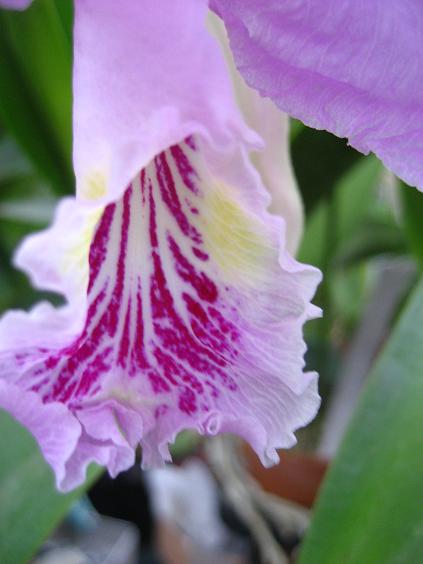 ���ƒ�̉ԂƎČ��E��