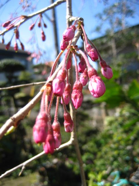 ���ƒ�̉ԂƎČ��E��