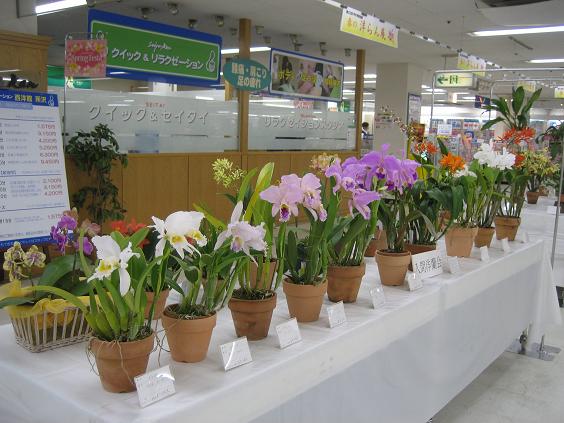 ���ƒ�̉ԂƎČ��E��