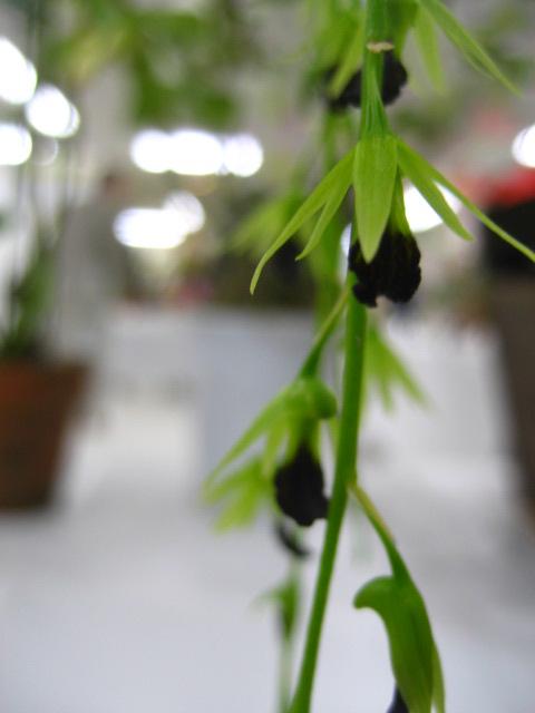 ���ƒ�̉ԂƎČ��E��