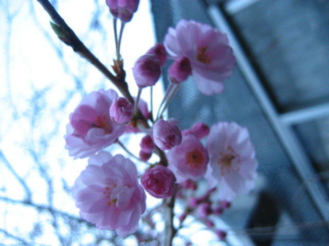 ���ƒ�̉ԂƎČ��E��